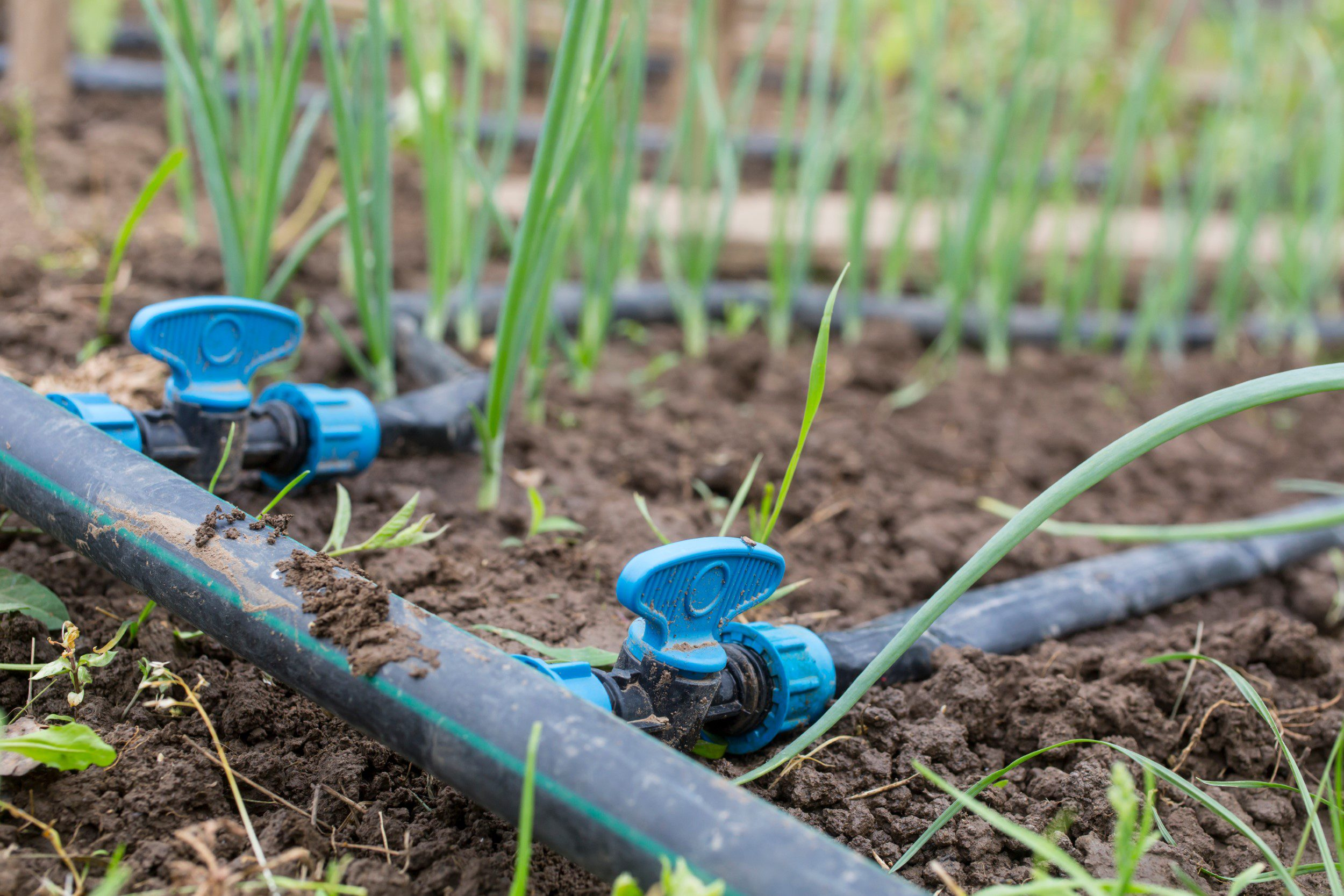 Drip,Irrigation,System,Close,Up.,Water,Saving,Drip,Irrigation,System