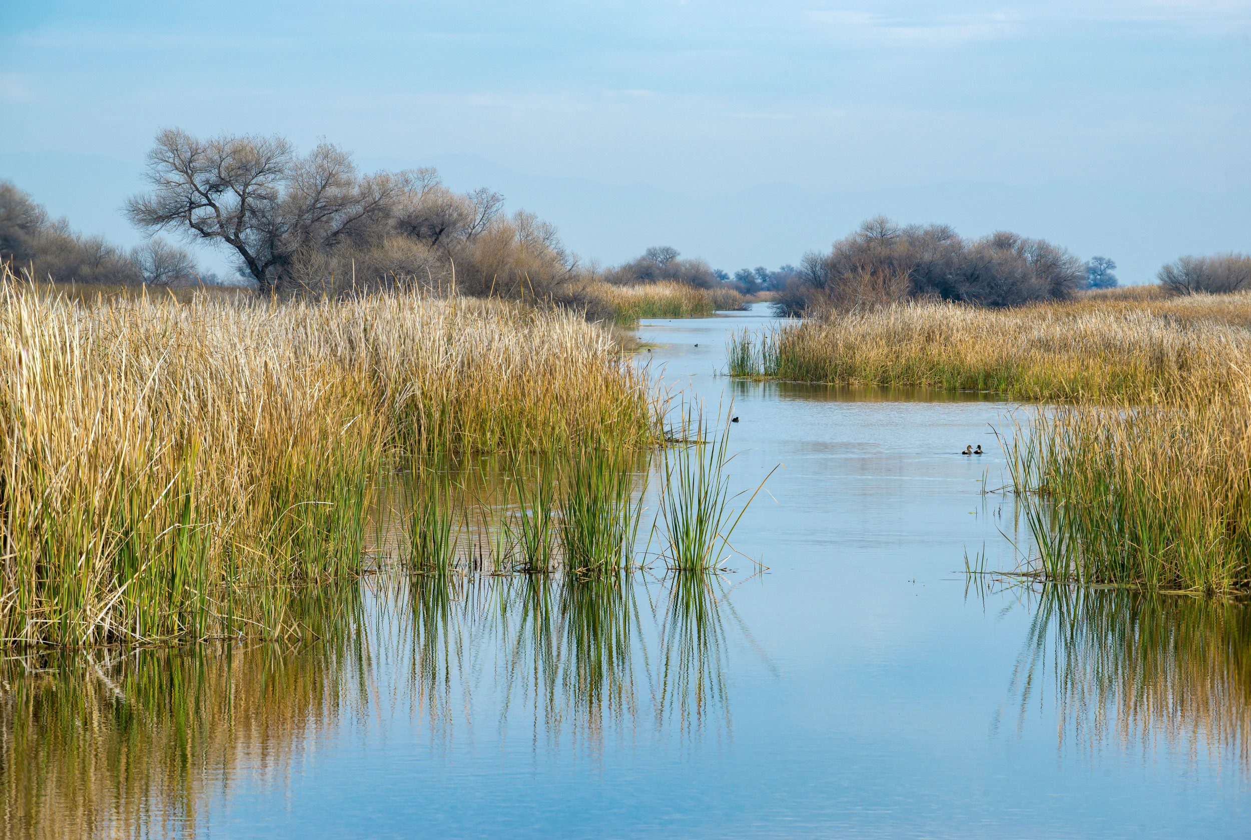 Usa,,California,,Kern,County,,Kern,National,Wildlife,Refuge.,Duck,Habitat
